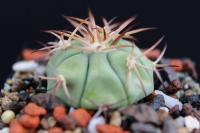 Echinocactus horizonthalonius RK 165